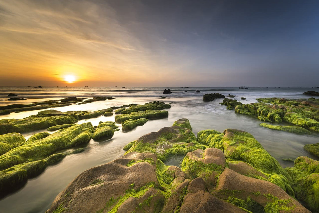 Sustainable sea moss